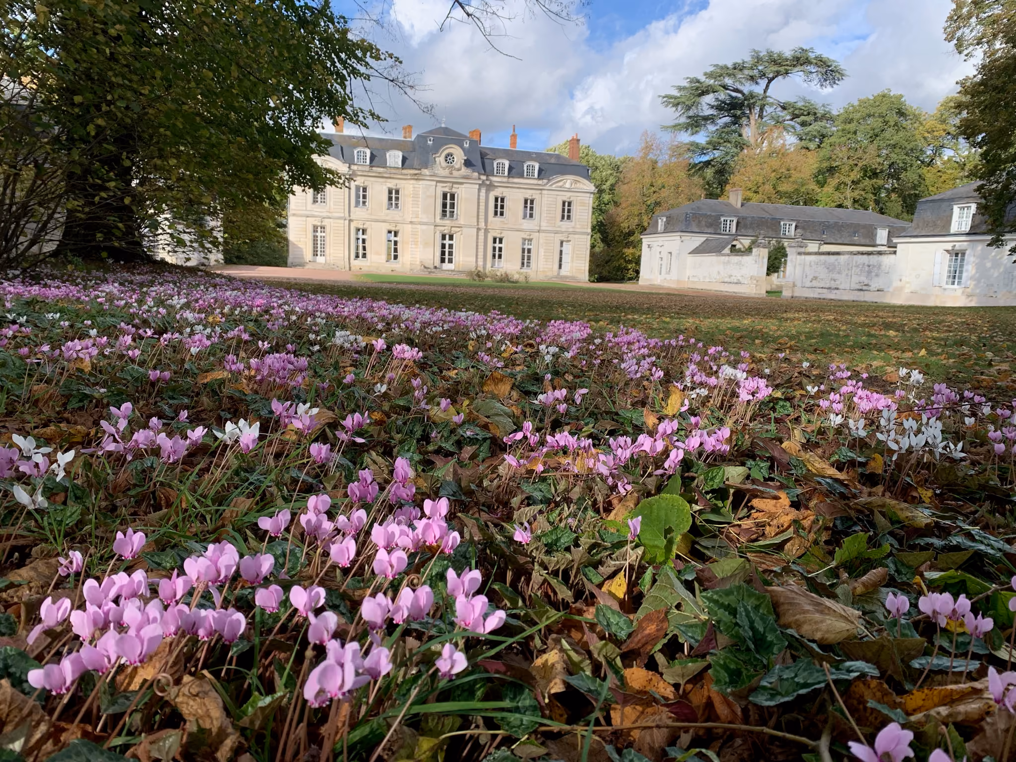 Tapis de cyclamens en fleur devant le château et ses communs par une journée d'automne